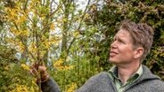 Forsythie ist ein guter Indikator für die ersten Aussaaten im Garten. © NDR/Udo Tanske 
