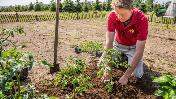 Tomaten und andere Gemüse können jetzt ins Freiland © NDR/Udo Tanske 