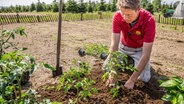 Tomaten und andere Gemüse können jetzt ins Freiland © NDR/Udo Tanske 