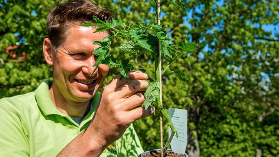 Peter Rasch mit einer Tomatenpflanze. © NDR/Udo Tanske 