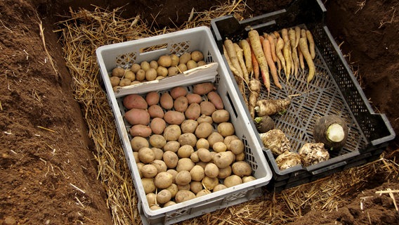 Kartoffeln, Möhren und Sellerie liegen in Kisten © NDR/Udo Tanske 