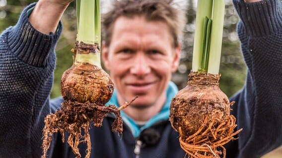 Peter Rasch zeigt, wie die Amaryllis auch im kommenden Jahr wieder schön blüht. © NDR/Udo Tanske 