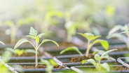 Kleine Tomatenpflänzchen in Töpfen © imago images/Allexxandar 