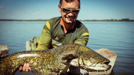 Ein Welsangler präsentiert seinen gefangenen Fisch. Ein Welsangler präsentiert seinen gefangenen Fisch. © Fotolia