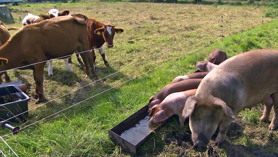 Husumer Sattelschweine und Ochsen-Kälber stehen auf einer Weide in Wisch im Kreis Nordfriesland. © SH Magazin / NDR 