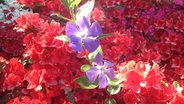 Mehrere rote und blaue Blumen blühen im Schrevenpark © Angelika Kempe Foto: Angelika Kempe