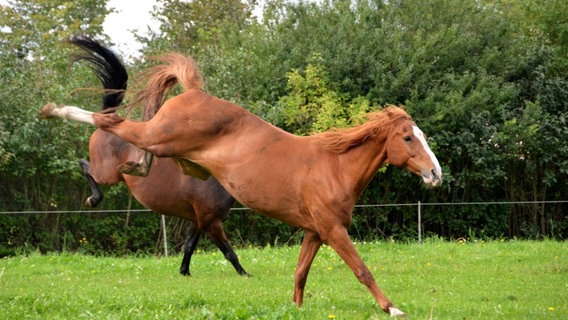 Lebensfrohe Pferde in Lottorf auf der Weide. © Ines Buhmann Foto: Ines Buhmann