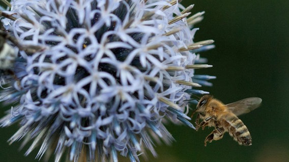 Eine Biene fliegt an einer Lauchpflanze. © Hans-Uwe Schwarz Foto: Hans-Uwe Schwarz
