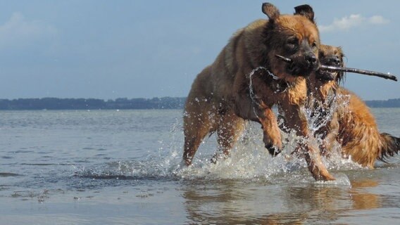 Die Hunde "Leni" und "Iskko" im Wasser. © Angela Quiel Foto: Angela Quiel