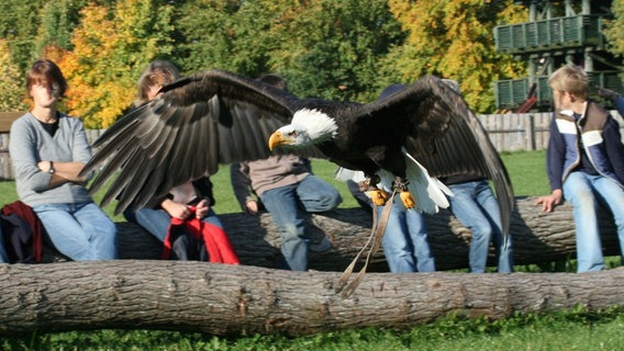 Ein Seeadler. © Bärbel Schwarz Foto: Bärbel Schwarz