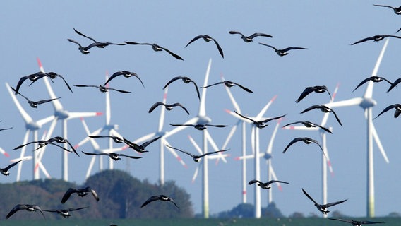 Vögel fliegen vor einem Windpark. © Kay Ludwig Foto: Kay Ludwig