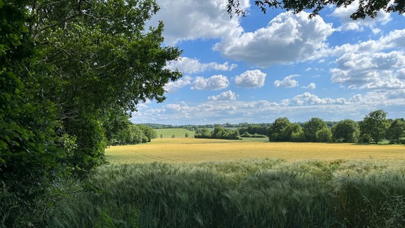 Ein gelb-grünes weites Feld bei strahlend blauem Himmel und einigen Wolken © Klaus Hamann Foto: Klaus Hamann