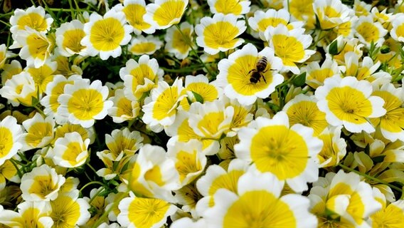 Eine Nahaufnahme von gelb-weißen Blumen und einer Biene © Wiebke Ahrens Foto: Wiebke Ahrens
