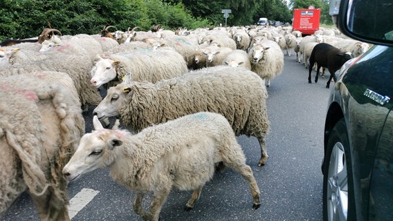 Unzählige Schafe blockieren dicht gedrängt die Straße. Autos versuchen hindurch zu fahren. © Elsge Lorenz Foto: Elsge Lorenz