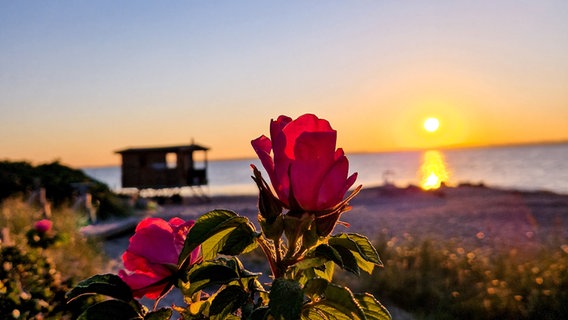 Auf dem Bild ist ein Rosenstrauch im Vordergrund und im Hintergrund verschwommen das Meer, die Sonne und ein Holzhaus am Strand. © Dominique Niemietz Foto: Dominique Niemietz