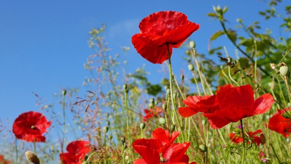 Ein Feld aus roten Mohnblumen bei blauem Himmel © Mischa Rupprecht Foto: Mischa Rupprecht