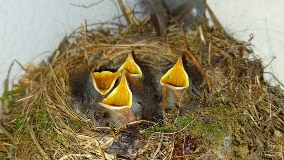 Vier Vogelküken sitzen mit geöffnetem Schnabel in ihrem Nest © Stefan Reinke Foto: Stefan Reinke