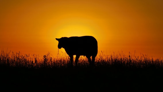 Silhouette eines Schafs auf einer Wiese vor der aufgehenden Sonne © Petra Lassen Foto: Petra Lassen