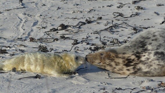 Zwei Kegelrobben liegen im Sand auf Helgoland © Helena Schmall Foto: Helena Schmall