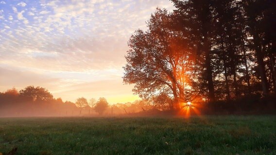 Die Morgensonne scheint durch ein Waldstück, im Vordergrund ist eine neblige Wiese © Ines Buhmann Foto: Ines Buhmann