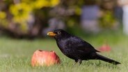 Eine Amsel pickt an einem roten Apfel. © Steffi Kuhn Foto: Steffi Kuhn