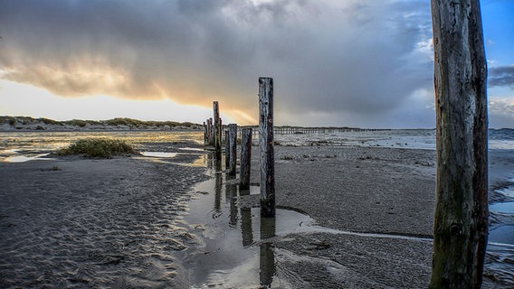 Pfähle am Strand von St. Peter-Ording © Claus Carstens Foto: Claus Carstens
