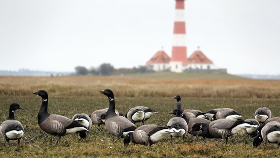 Eine Gruppe Ringelgänse tummelt sich auf einem Feld. Eine Gruppe Ringelgänse tummelt sich auf einem Feld. © Jens Siebke Foto: Jens Siebke