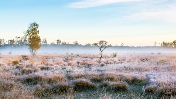 Nebliger, frostiger Morgen über einer Wiese im Duvenstedter Brook. © Jens Kube Foto: Jens Kube