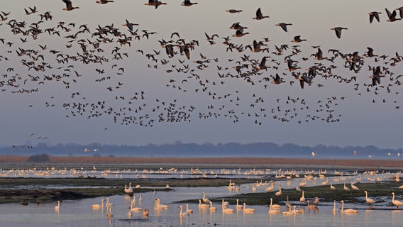 Über 1000 Sing- und Zwergschwäne fliegen oder sitzen in Stapelholm bei Bergenhusen. © Uwe Naeve Foto: Uwe Naeve