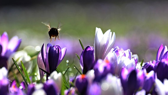 Eine Hummel fliegt über Krokusblüten © Achim Otto Foto: Achim Otto