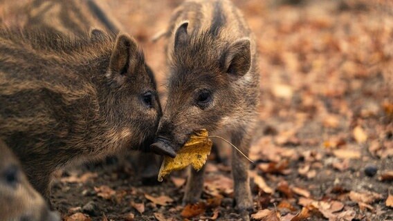Zwei Wildschwein-Frischlinge stehen im bunten Herbstlaub. © Jannis Langmaack Foto: Jannis Langmaack