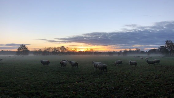 Schafe beobachten auf einer nebligen Wiese den Sonnenaufgang. © Hagen Ermer Foto: Hagen Ermer