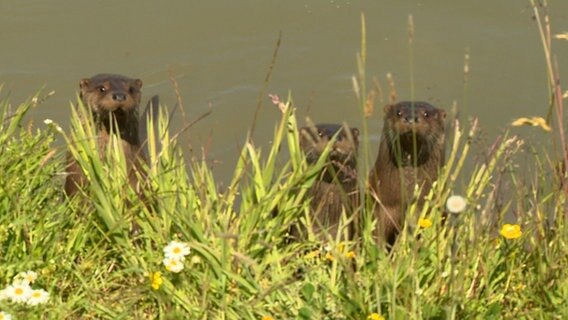 Eine Gruppe von drei Ottern blickt in die Kamera © NDR Foto: NDR Screenshots
