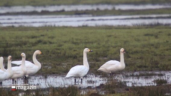 Zwergschwäne sitzen auf einer Wiese in der Eider-Treene-Region. © NDR 