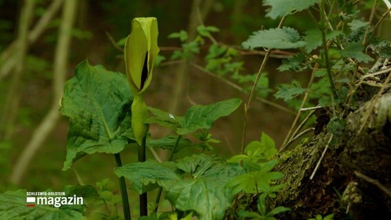 Ein Aronstab wächst im Naturpark Westensee. © NDR 