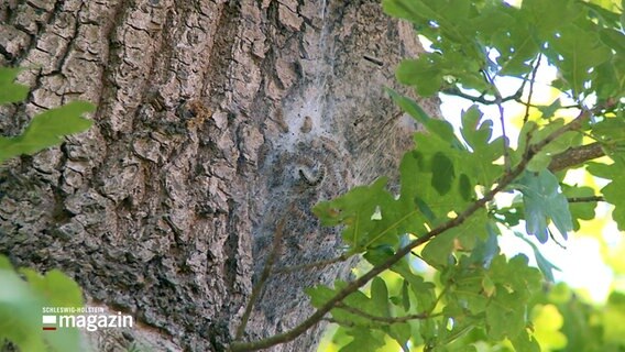 Ein Nest von Eichenprozessionsspinnern hängt an einem Baum in Norderstedt. © NDR 