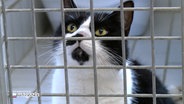 Eine Katze sitzt in einem Käfig im Elmshorner Tierheim. © NDR 
