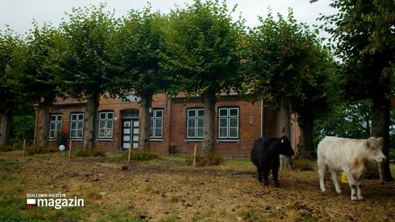 Zwei Kühe stehen auf der Wiese vor einm historischen Haubarg in Tating. © NDR 