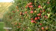 Viele reife Äpfel hängen an den Bäumen auf Obstgut Deekenhörn bei Pinneberg. © NDR 