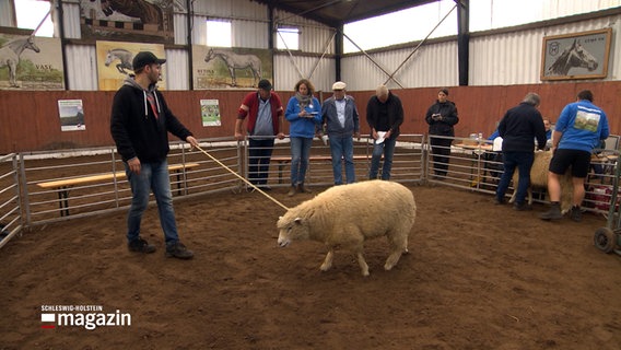 Ein Bockzüchter führt seinen Bock bei einer Auktion in Kollmar vor. © NDR 