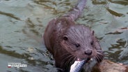 Das Fischotterbaby Henry schwimmt im Wasser in der Wildtier-und Artenschutzzentrum Klein Offenseth-Sparrieshoop und hat einen Fisch im Maul. © NDR 