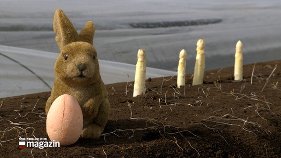 A rabbit figure stands with an egg and asparagus on an asparagus field.  © NDR 