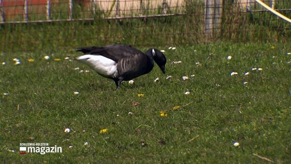 Eine Ringelgans läuft über eine Wiese auf Hallig Hooge. © NDR 