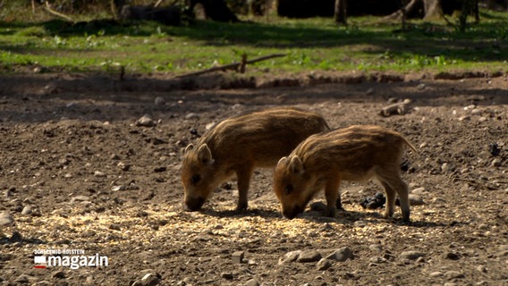 Zwei Frischlinge fressen Futter im Erlebniswald Trappenkamp. © NDR 