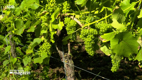 Weinstock mit vielen grünen Trauben auf dem nördlichsten Bio Weingut Gut Deutsch-Nienhof. © NDR Foto: Sebastian Böhme