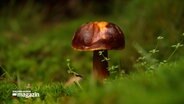 Ein großer brauner Pilz ragt aus dem Boden in einem Wald. © NDR 