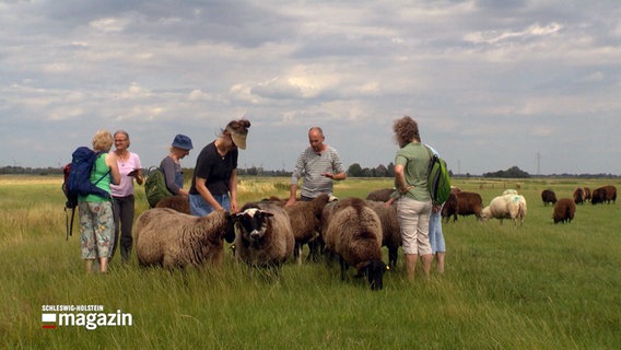 Menschen stehen auf einem Feld und streicheln Schafe. © NDR 