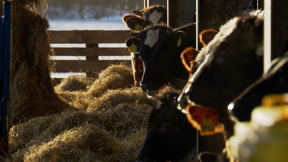 Milchkühe stehen im Stall auf einem Bauernhof in der Nähe von Kiel. © NDR 