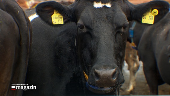 Eine schwarze Kuh blickt in die Kamera. © NDR 