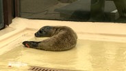 Ein Heuler liegt im Aufzuchtbecken der Seehundstation Friedrichskoog © NDR 